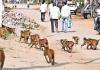 కారేపల్లి మండలంలో కోతుల బెడద.. సర్పంచ్‌లకు పట్టింపేదీ?