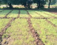 విద్యుత్ సప్లై లేక.. ఎండిన ఉల్లి నారుమడి