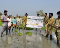 వరి పంటలో పసుపు కాండం తొలిచే పురుగు నివారణ శిక్షణ...