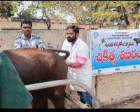 రుద్రవరం గ్రామం లో ఉచిత పశువైద్య శిబిరం.