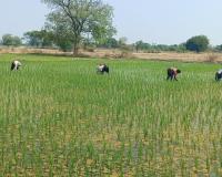 సాగు భూములన్నిటికి రైతు భరోసా ఇవ్వాలి _సామాజిక కార్యకర్త నర్సింహ