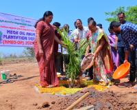 ఆయిల్ ఫామ్ సాగుతో రైతులకు అధిక లాభాలు: కలెక్టర్ హైమావతి