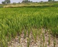 వట్టిపోయిన కృష్ణమ్మ... 