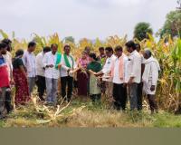 మొక్కజొన్న విత్తన కంపెనీల మోసంతో పంటకు నిప్పు పెట్టిన గిరిజన రైతులు