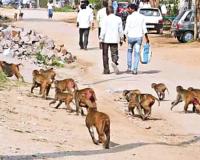 కారేపల్లి మండలంలో కోతుల బెడద.. సర్పంచ్‌లకు పట్టింపేదీ?