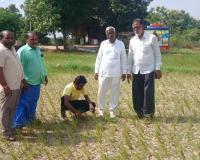 ఎండుతున్న వరి  ఆందోళనలో రైతన్నలు