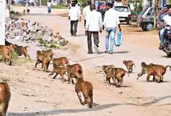 కారేపల్లి మండలంలో కోతుల బెడద.. సర్పంచ్‌లకు పట్టింపేదీ?