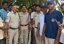 నల్లబెల్లిలో 9 అడుగుల కొండచిలువ కలకలం - చాకచక్యంగా బంధించిన రమేష్
