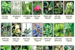 వినాయక పూజలో 21 రకాల పత్రి – ఔషధ రహస్యాలు