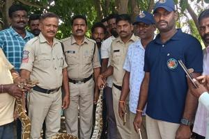 నల్లబెల్లిలో 9 అడుగుల కొండచిలువ కలకలం - చాకచక్యంగా బంధించిన రమేష్