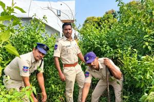 మంగలి తండాలో నాటుసారా స్థావరాలపై ఎక్సైజ్ ఉక్కుపాదం!
