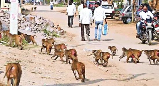 కారేపల్లి మండలంలో కోతుల బెడద.. సర్పంచ్‌లకు పట్టింపేదీ?